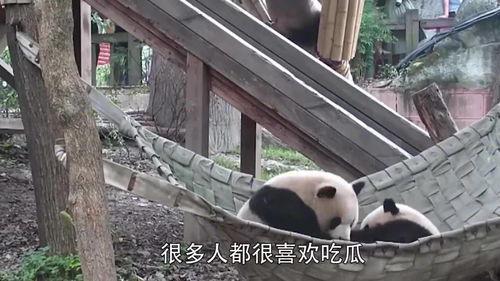 团子吃瓜事件,揭秘网络舆论的狂欢与反思