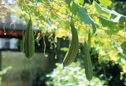 吃瓜半个月,揭秘娱乐圈幕后风云