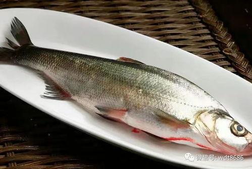 吃八瓜鱼文案,一口咬下，鲜嫩多汁，尽享夏日美味