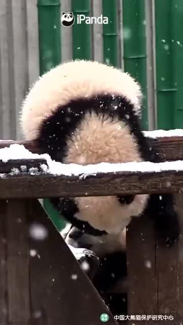 吃瓜小熊ive,揭秘娱乐圈背后的故事