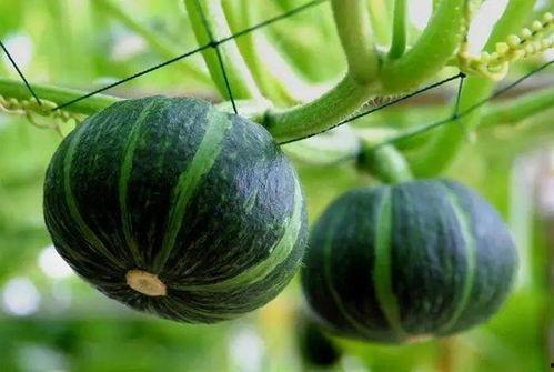 玉树最近吃瓜,揭秘近期热门吃瓜事件