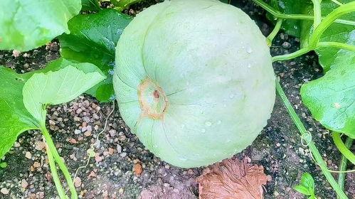 吃三月瓜文案,三月瓜的清新口感与养生之道”