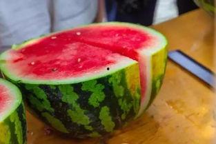 一排鱼吃瓜,夏日池塘欢乐多