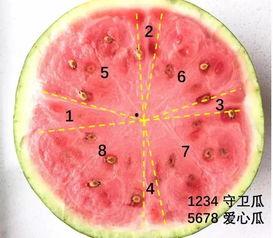 假瓜视频吃西瓜,揭秘西瓜界的“真假”之谜