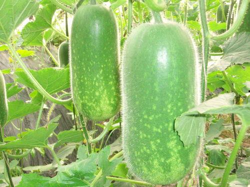 中欧欢迎吃瓜图片,吃瓜图鉴下的文化交流盛宴