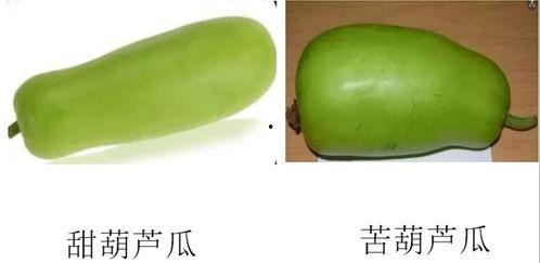 发瓜吃瓜,跟随发瓜吃瓜的趣味之旅