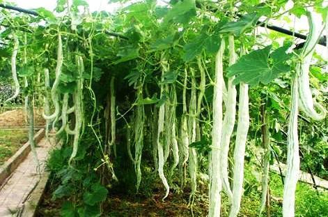 蛇瓜有筋咋吃,轻松享受美味与营养