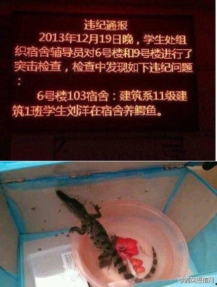 带你吃瓜养鳄鱼,带你走进“吃瓜养鳄鱼”的独特生态世界