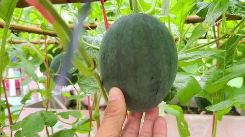 雨瓜怎么吃,解锁美味新体验