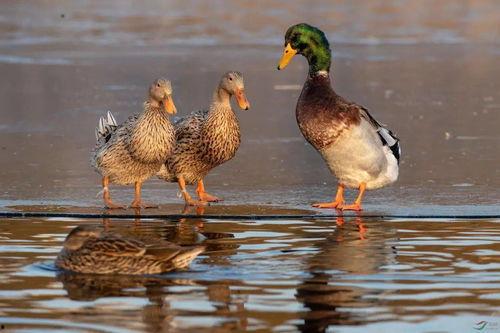 鸭子吃飞瓜视频,鸭子挑战空中美食大作战