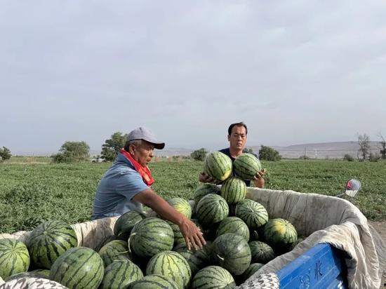 文建学院吃瓜,揭秘校园里的“瓜田”风云