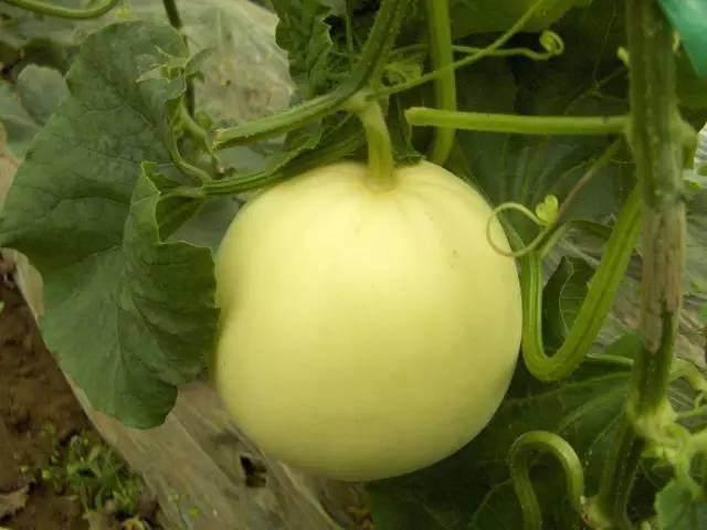 为何吃了小白瓜吃又,一吃再吃，健康益处源源不断