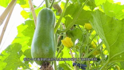 广东工贸吃瓜,吃瓜群众的热议焦点