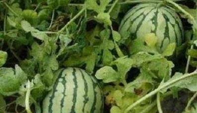 吃路边瓜,品味路边瓜的清凉时光